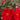 Kramer's Supreme Camellia - Monrovia