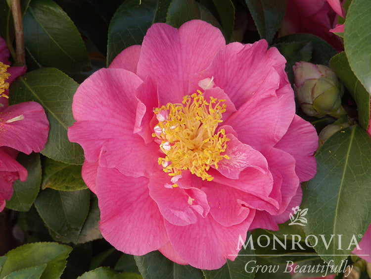 Kumasaka Camellia