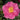 Kumasaka Camellia - Monrovia