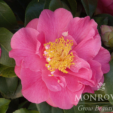 Kumasaka Camellia - Monrovia