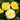 Flower Carpet® Yellow Rose - Monrovia