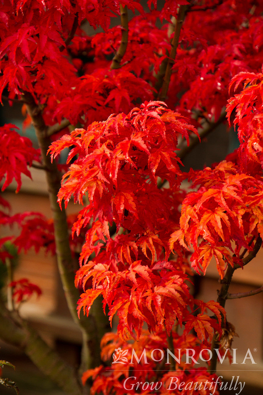 Shishigashira Japanese Maple - Thumbnail 5