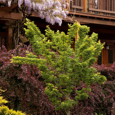 Shishigashira Japanese Maple - Monrovia