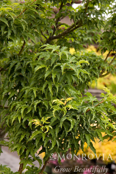 Shishigashira Japanese Maple - Monrovia