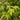 Osakazuki Japanese Maple - Monrovia