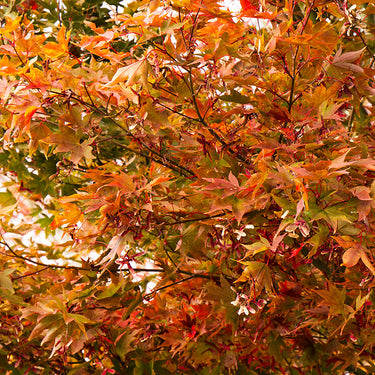 Osakazuki Japanese Maple - Monrovia