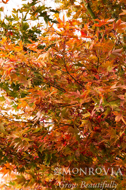 Osakazuki Japanese Maple - Monrovia