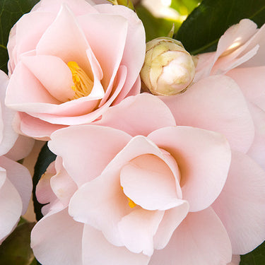 Magnoliaeflora Camellia - Monrovia