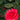 Mathotiana Supreme Camellia - Monrovia