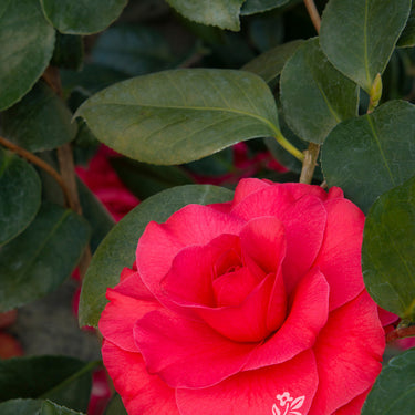 Mathotiana Supreme Camellia - Monrovia