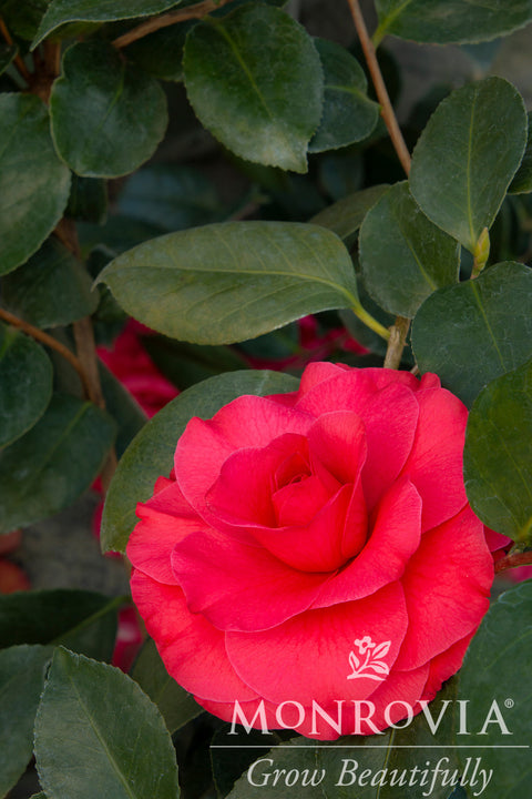 Mathotiana Supreme Camellia - Monrovia