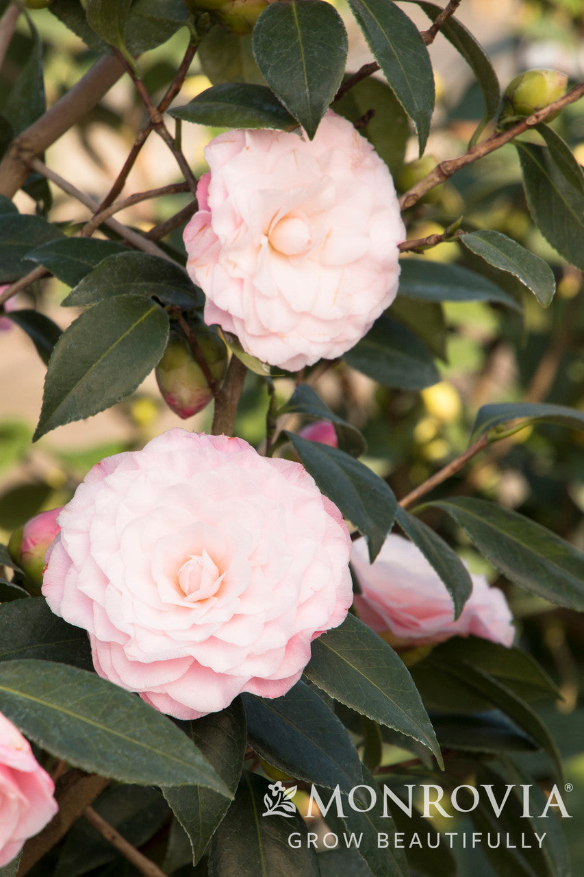 Nuccio's Pearl Camellia