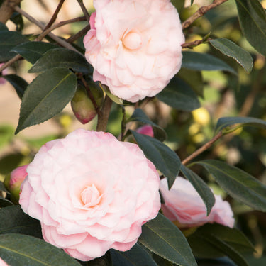 Nuccio's Pearl Camellia - Monrovia