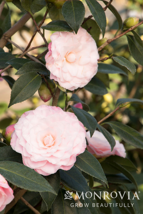Nuccio's Pearl Camellia - Monrovia