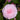 Pearl Maxwell Camellia - Monrovia