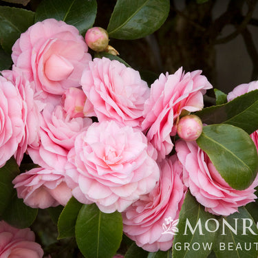 Pearl Maxwell Camellia - Monrovia