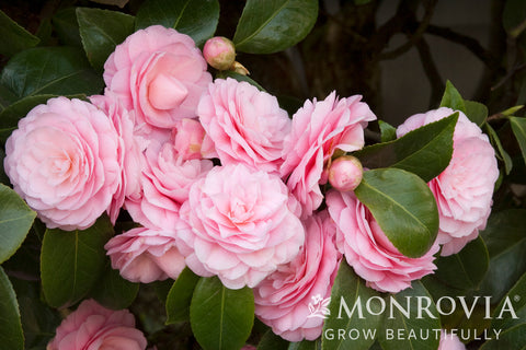 Pearl Maxwell Camellia - Monrovia