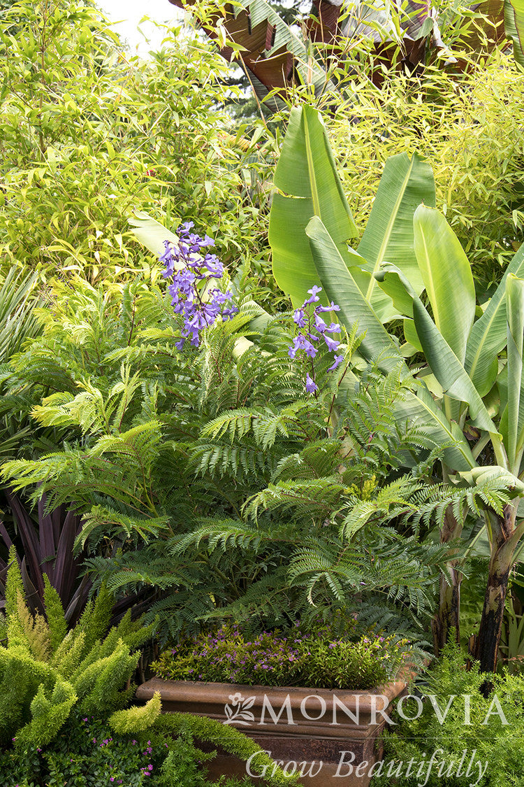 Bonsai Blue Jacaranda - Thumbnail 4