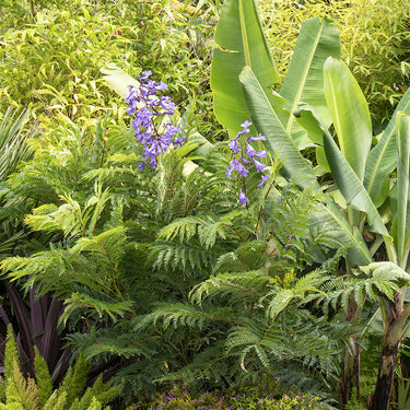 Bonsai Blue Jacaranda - Monrovia