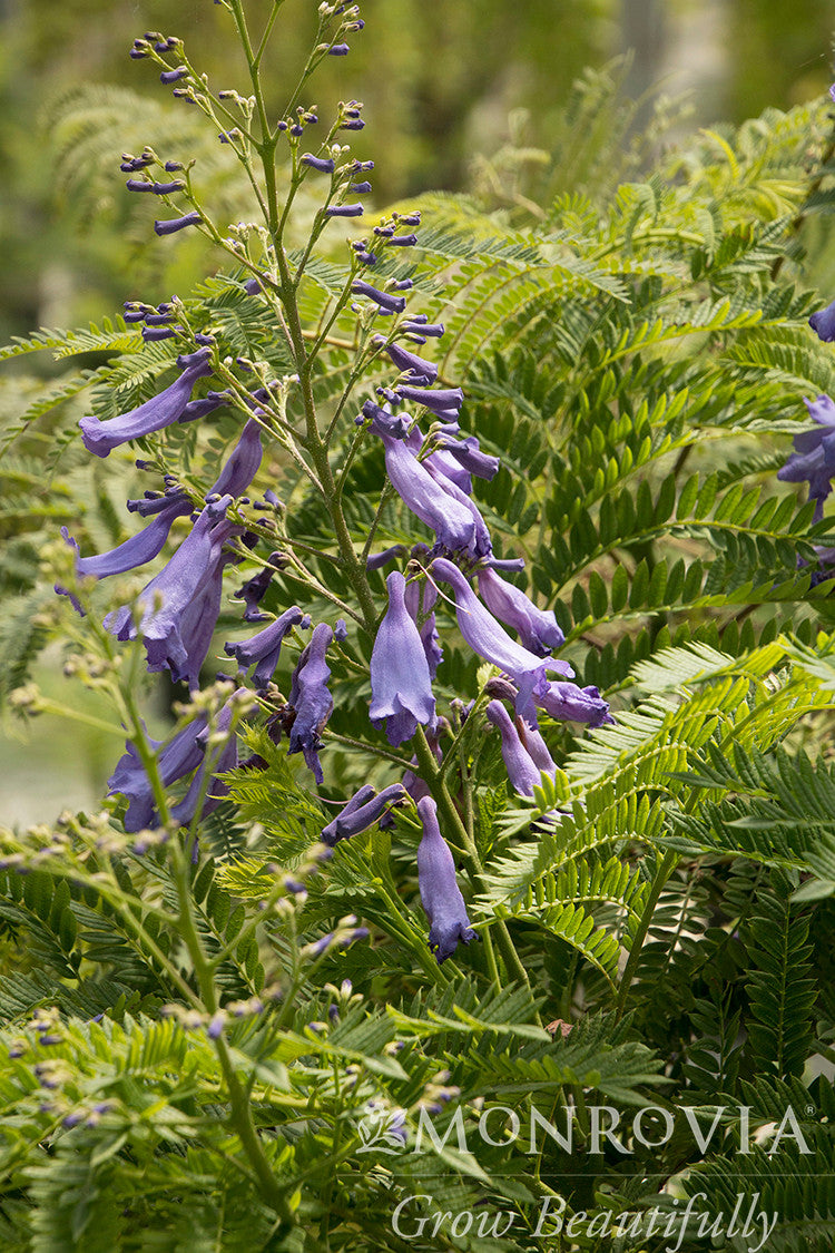 Bonsai Blue Jacaranda - Thumbnail 3