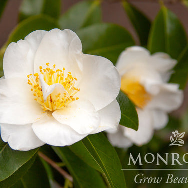 Silver Waves Camellia - Monrovia