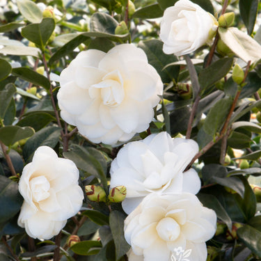 Swan Lake Camellia - Monrovia