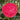 Tom Knudsen Camellia - Monrovia