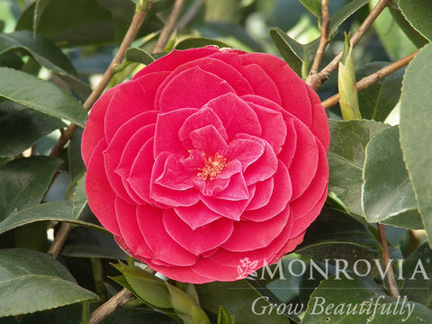 Tom Knudsen Camellia - Monrovia