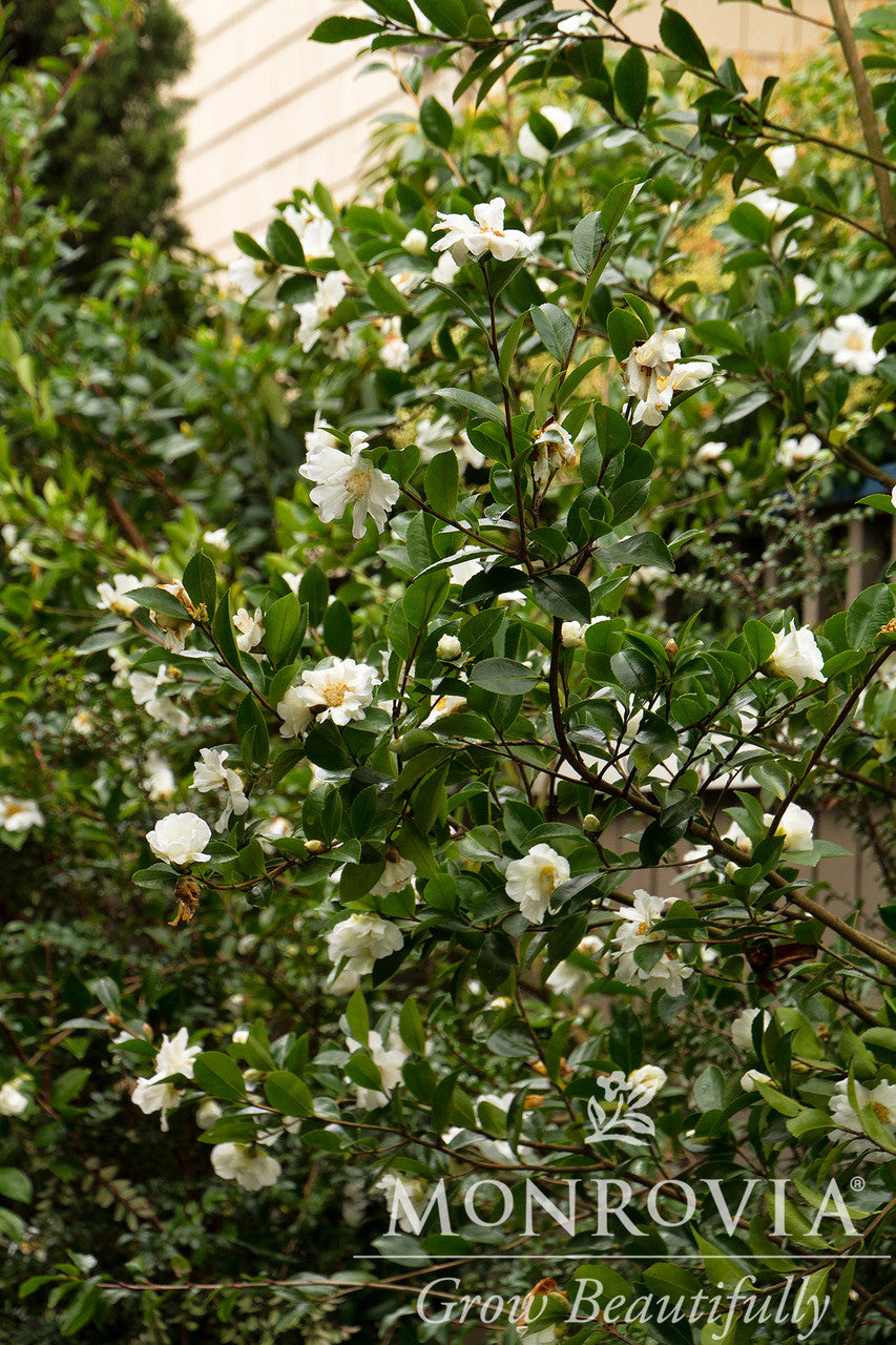 Winter's Snowman Ice Angels Camellia - Thumbnail 2