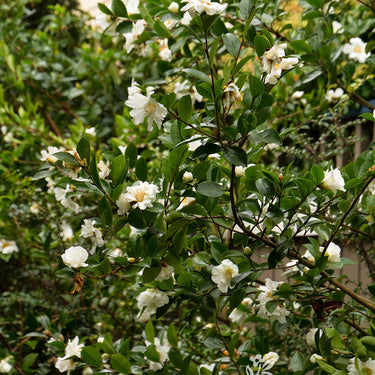 Winter's Snowman Ice Angels® Camellia - Monrovia