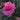 Chansonette Camellia - Monrovia