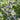O'Neal Early Season Blueberry - Monrovia