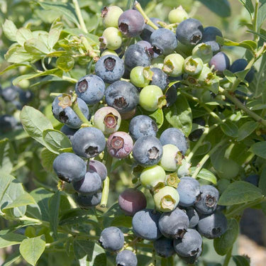 O'Neal Early Season Blueberry - Monrovia
