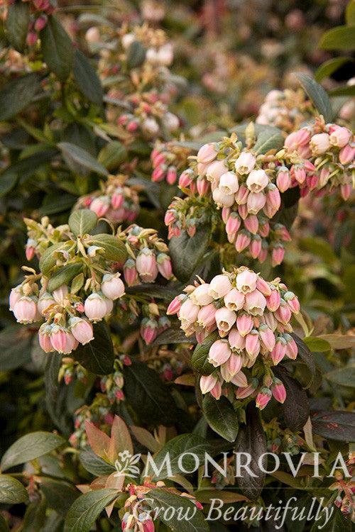 Sunshine Blue Blueberry - Thumbnail 2