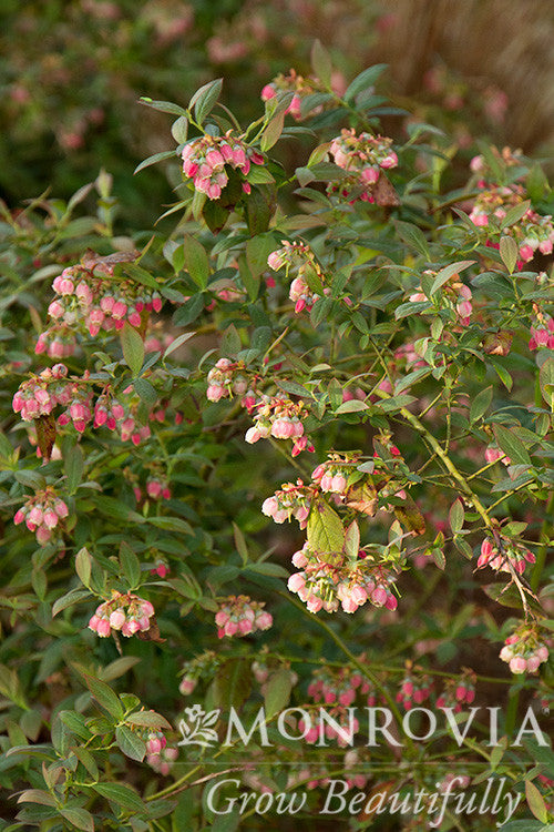 Sunshine Blue Blueberry