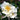 Setsugekka Camellia - Monrovia