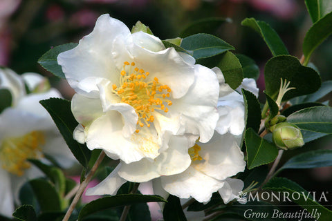 Setsugekka Camellia - Monrovia