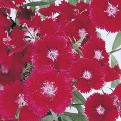 Dianthus - Colorpack