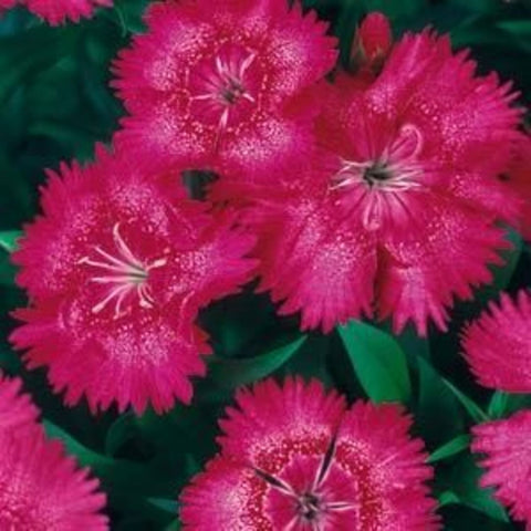 Dianthus - Colorpack