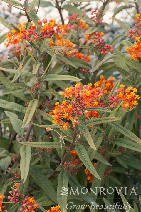 Red Butterflies Milkweed - Monrovia