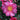 Shishi Gashira Camellia - Monrovia