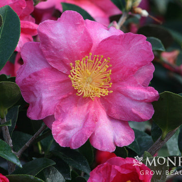 Shishi Gashira Camellia - Monrovia