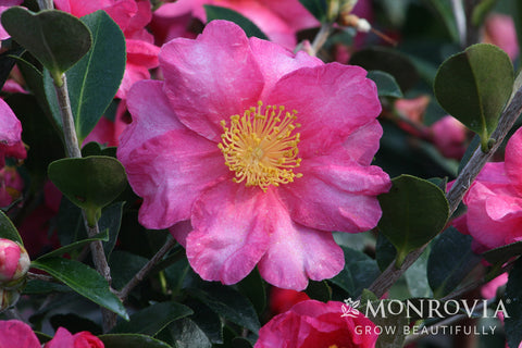 Shishi Gashira Camellia - Monrovia