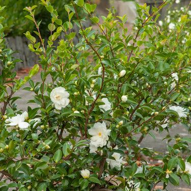 White Doves Camellia - Monrovia