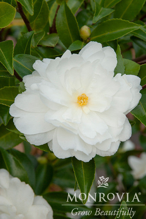 White Doves Camellia - Thumbnail 2