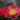 Yuletide Camellia - Monrovia