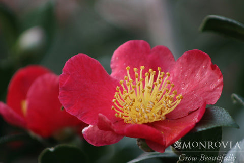 Yuletide Camellia - Monrovia