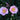 Pink-A-Boo® Camellia - Monrovia
