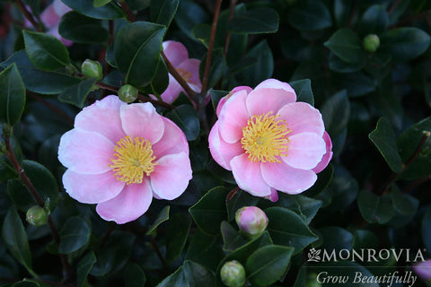Pink-A-Boo® Camellia - Monrovia