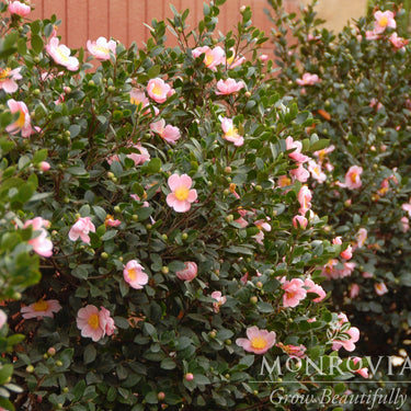 Pink-A-Boo® Camellia - Monrovia
